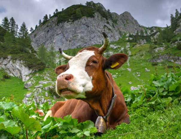 Bohinj Voje Cow