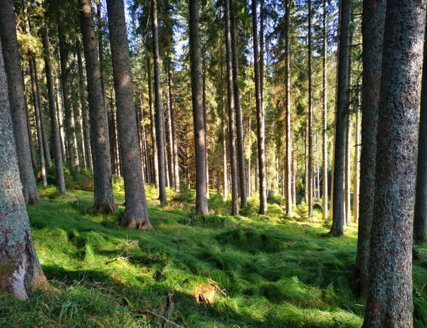 Bohinj forest