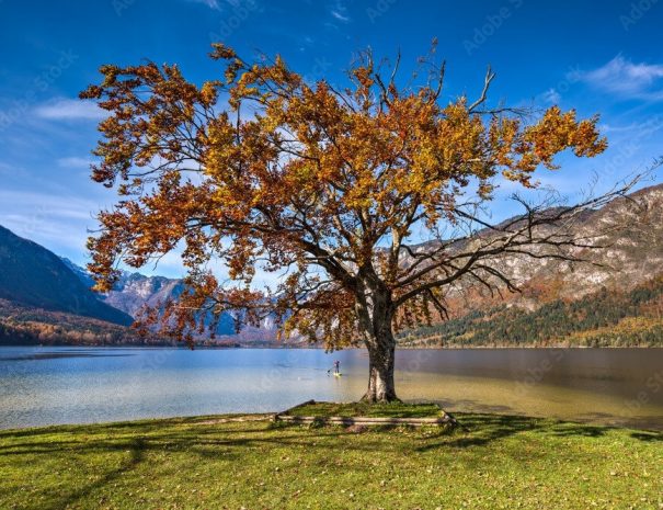 Bohinj lake tree