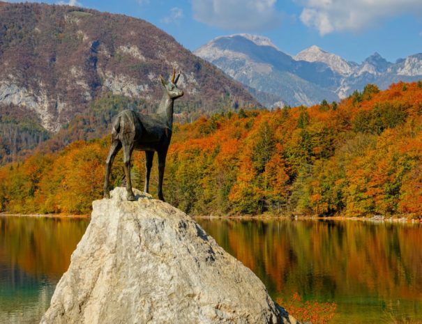 Lake Bohinj Goat